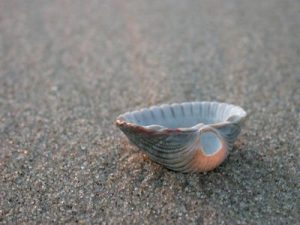De tot leven wekkende kracht van de liefde