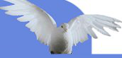 Duif