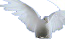 Duif