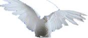 Duif